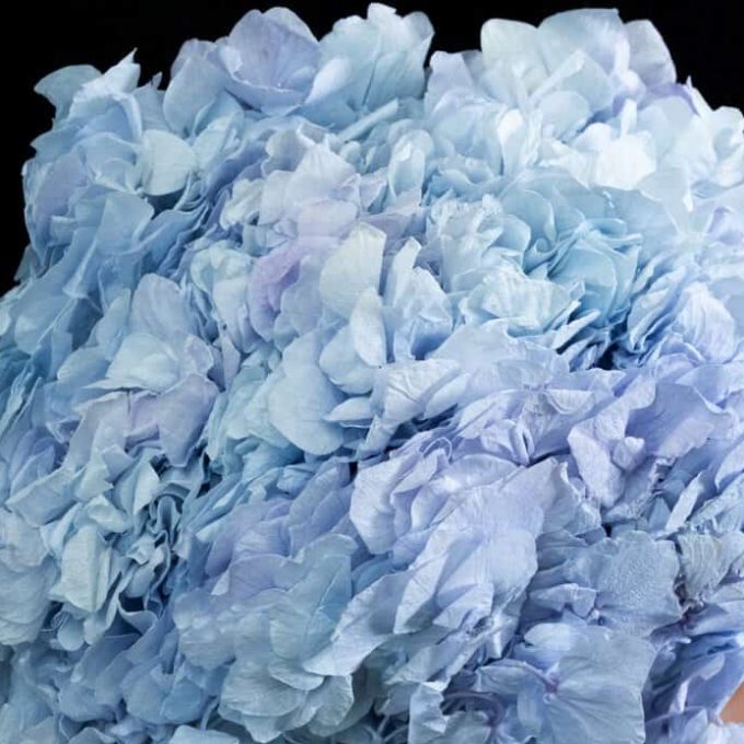 Preserved big leaf hydrangea blue whisper.
